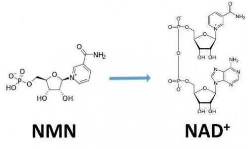 從生物學角度看NMN:為何能延緩衰老和提高免疫力？